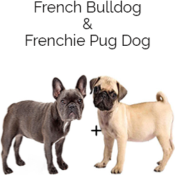Frenchie Pug Dog